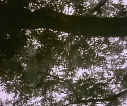 video:dont look in the basement